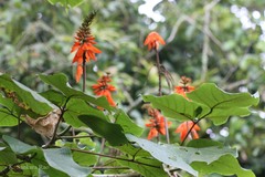 Erythrina arborescens